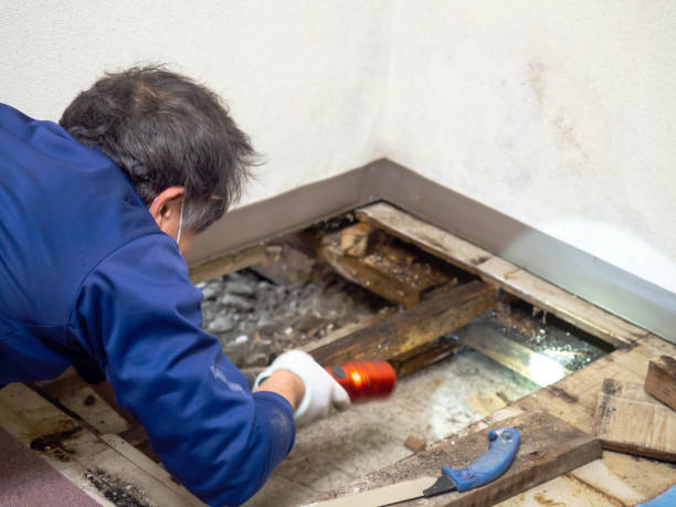 Best Residential Mold Removal  in Wmington, IL