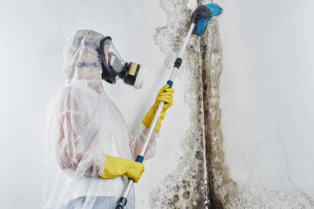 Best Emergency Mold Removal  in Wmington, IL