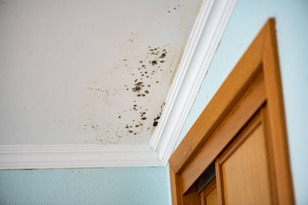 Best Affordable Mold Removal  in Wmington, IL