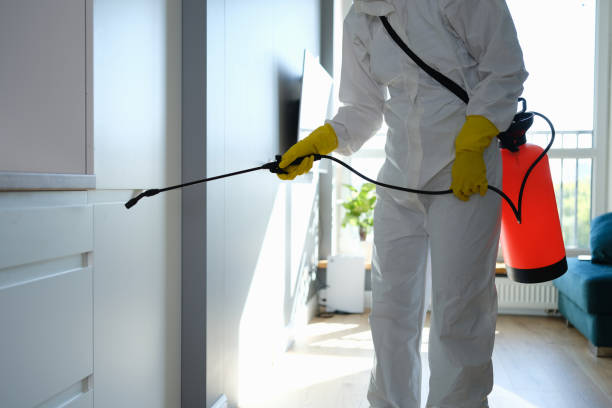 Best Mold Inspection  in Wmington, IL