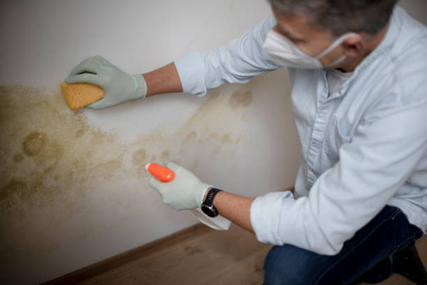 Best Office Mold Removal Services  in Wmington, IL