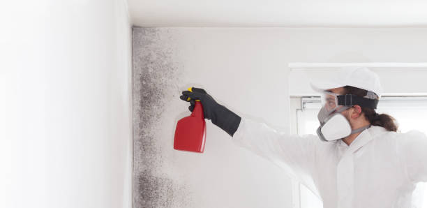 Best Toxic Mold Removal  in Wmington, IL
