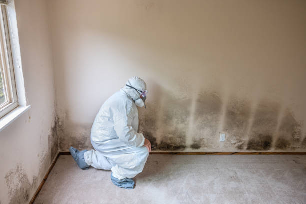Best Home Mold Removal  in Wmington, IL