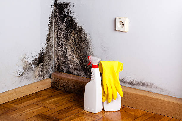 Mold Testing and Removal in Wilmington, IL