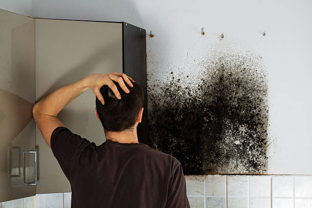 Best Professional Mold Removal  in Wmington, IL