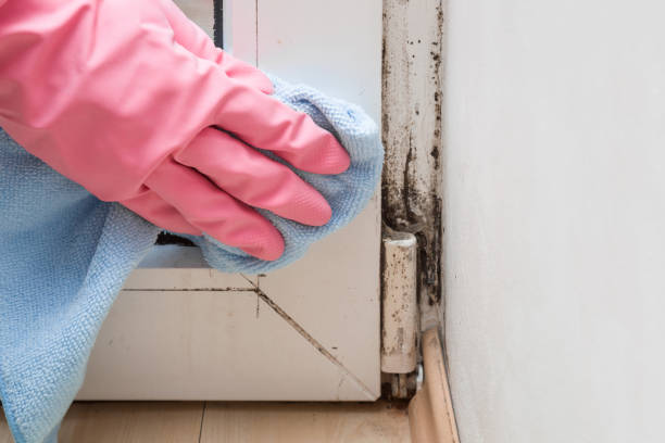Best Mold Remediation  in Wmington, IL