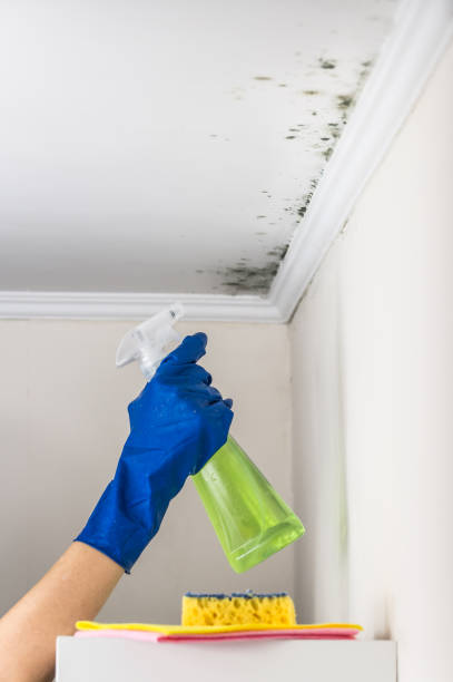 Best Mold Damage Repair  in Wmington, IL