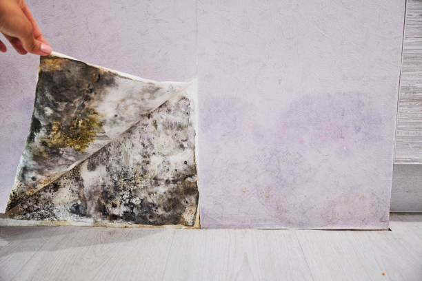 Best Mold Removal Near Me  in Wmington, IL